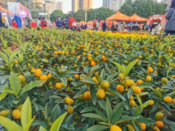 广东人每年春节后常头疼的问题，解决办法有了→