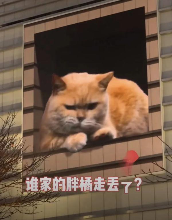 很治愈！“最大胖橘”现身魔都闹市