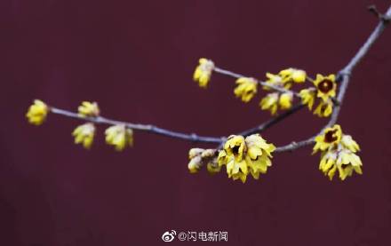 泰山王母池腊梅绽放超惊艳