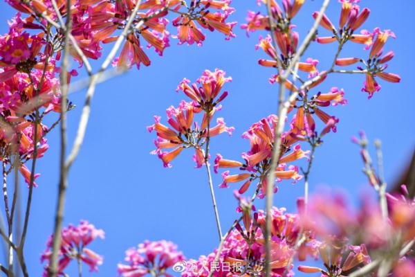 春天的脚步近了！广东街头紫花风铃开了