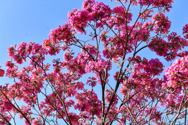 春天的脚步近了！广东街头紫花风铃开了