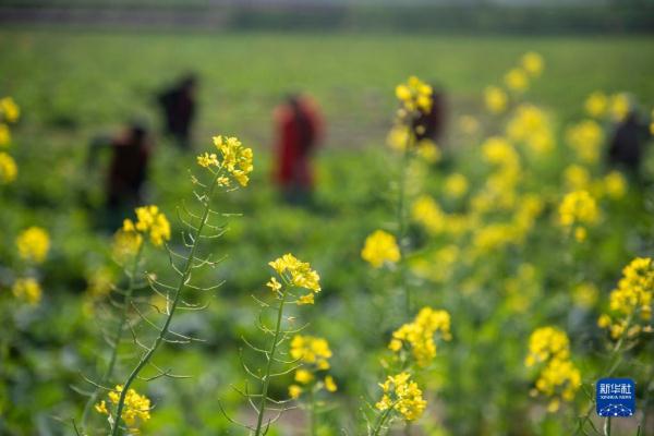 油菜花开迎春来 油菜花开迎春来