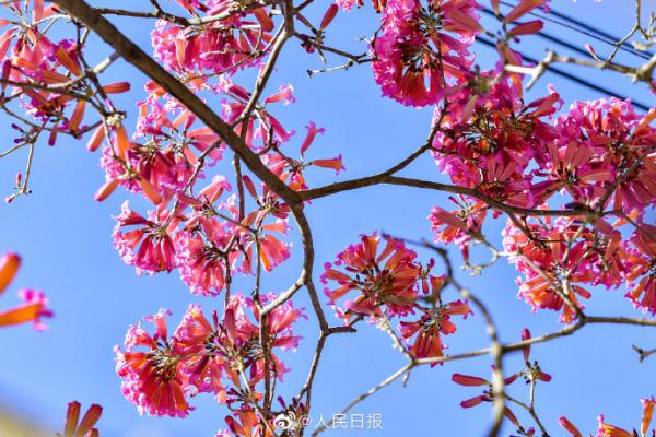 春天的脚步近了！广东街头紫花风铃开了