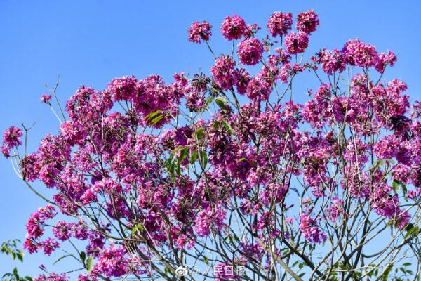 春天的脚步近了！广东街头紫花风铃开了