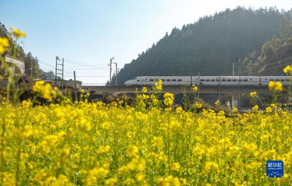 油菜花开迎春来 油菜花开迎春来