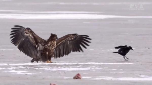 敬信湿地迎北归候鸟 观鸟经济持续升温