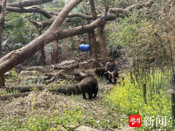 马来熊爷爷“老马”离世，南京红山动物园手写讣告感动众人