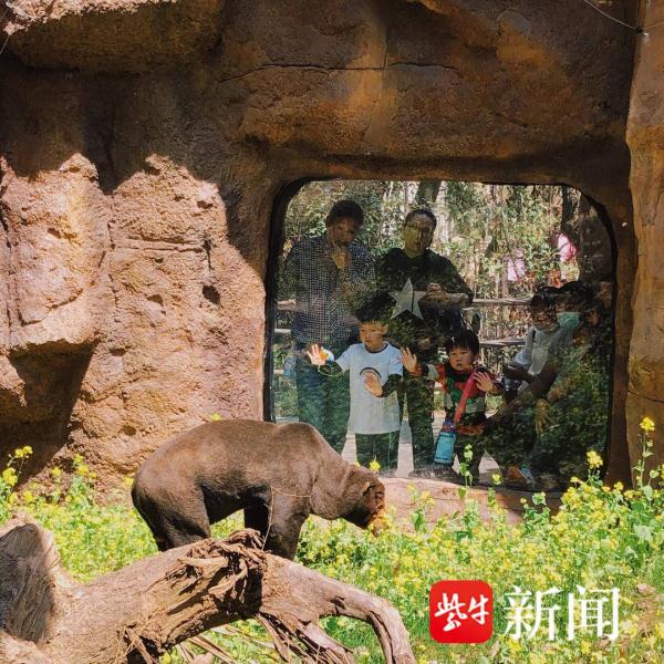 马来熊爷爷“老马”离世，南京红山动物园手写讣告感动众人