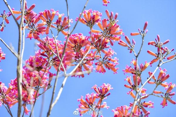 春天的脚步近了！广东街头紫花风铃开了