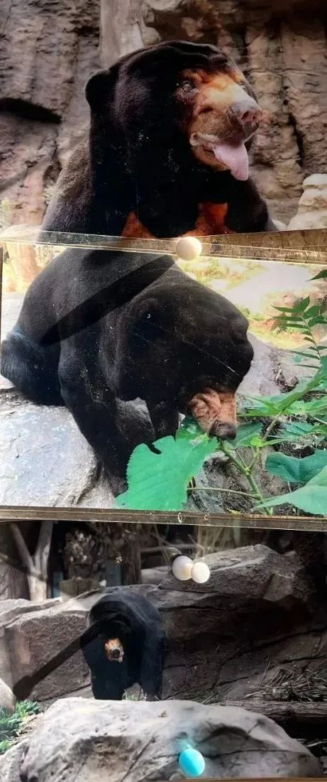 老马走了，这则讣告刷屏……