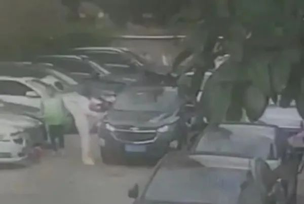 热心助人却令爱犬死于非命！损失谁来承担？调解结果→