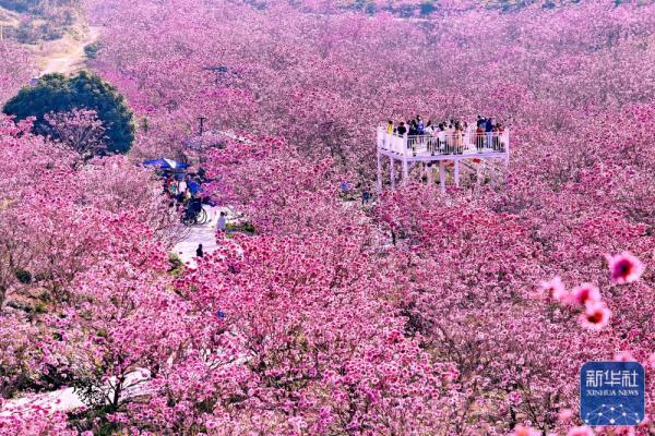 广东江门：紫花风铃迎春绽放