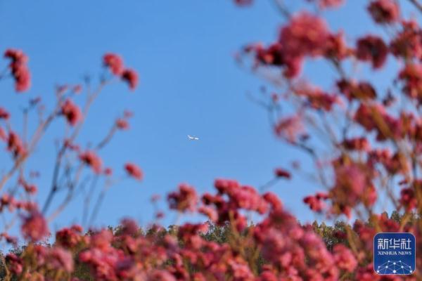 广东江门：紫花风铃迎春绽放