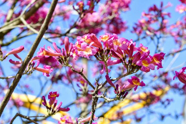 春天的脚步近了！广东街头紫花风铃开了
