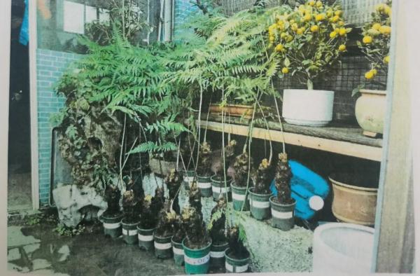注意！收购、贩卖这种“金毛狗”可能会被判刑