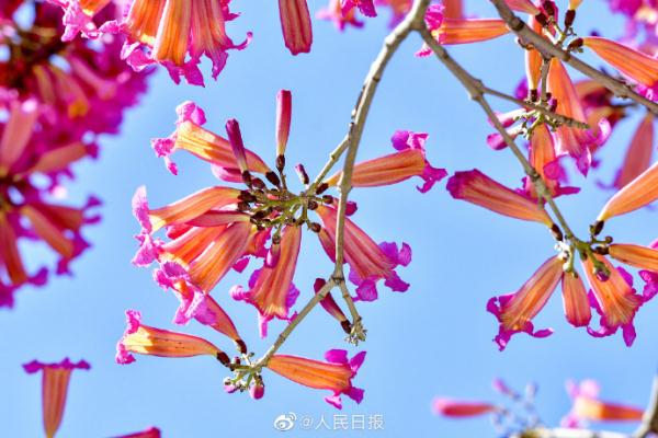 春天的脚步近了！广东街头紫花风铃开了