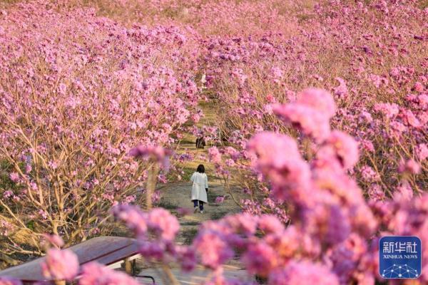 广东江门：紫花风铃迎春绽放