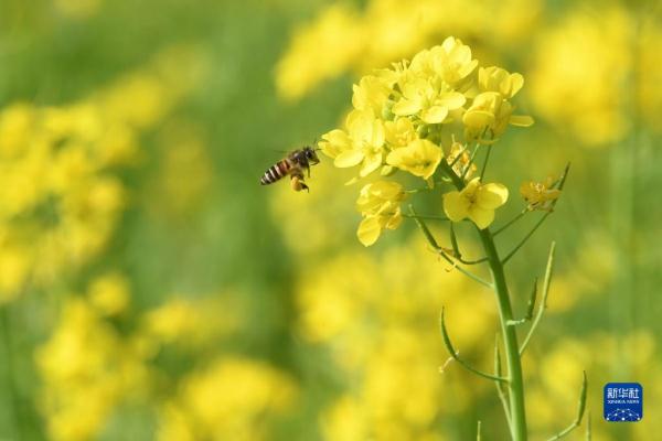 油菜花开迎春来 油菜花开迎春来