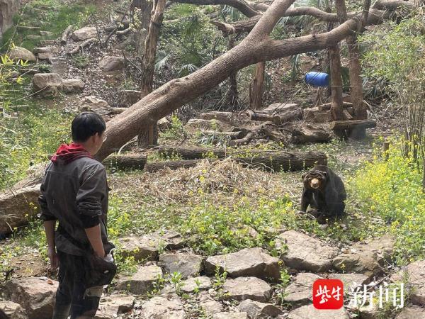 马来熊爷爷“老马”离世，南京红山动物园手写讣告感动众人