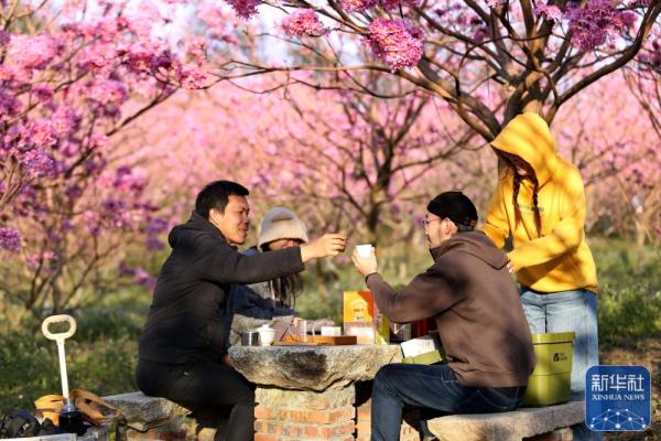 广东江门：紫花风铃迎春绽放