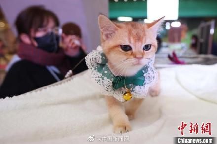 最新研究表明：宠物猫能有效倾听主人诉说