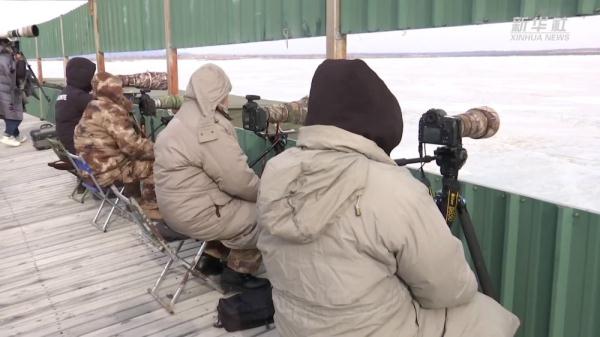 敬信湿地迎北归候鸟 观鸟经济持续升温