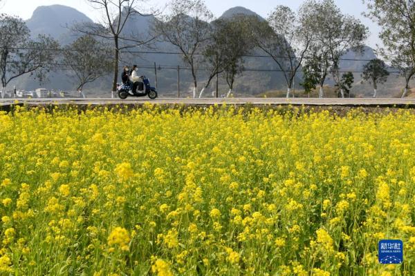 油菜花开迎春来 油菜花开迎春来