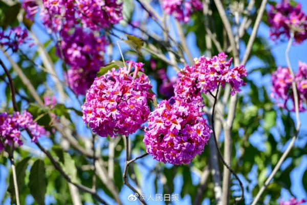 春天的脚步近了！广东街头紫花风铃开了