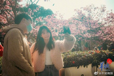 在广州邂逅“粉色浪漫”, 紫花风铃木正盛放! 在广州邂逅“粉色浪漫”, 紫花风铃木正盛放!