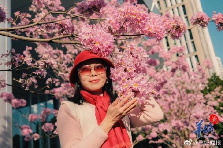 在广州邂逅“粉色浪漫”, 紫花风铃木正盛放! 在广州邂逅“粉色浪漫”, 紫花风铃木正盛放!
