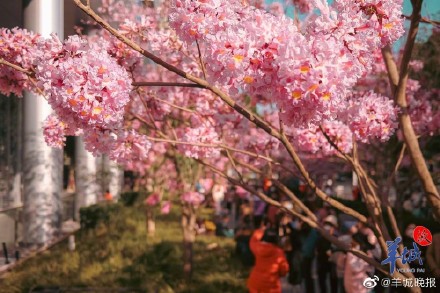 在广州邂逅“粉色浪漫”, 紫花风铃木正盛放! 在广州邂逅“粉色浪漫”, 紫花风铃木正盛放!
