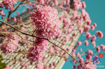 在广州邂逅“粉色浪漫”, 紫花风铃木正盛放! 在广州邂逅“粉色浪漫”, 紫花风铃木正盛放!