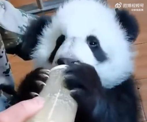喝奶奶蹬脚脚！大熊猫宝宝也是双手抱奶瓶喝奶