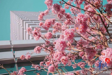 在广州邂逅“粉色浪漫”, 紫花风铃木正盛放! 在广州邂逅“粉色浪漫”, 紫花风铃木正盛放!