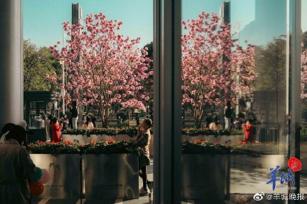 在广州邂逅“粉色浪漫”, 紫花风铃木正盛放! 在广州邂逅“粉色浪漫”, 紫花风铃木正盛放!