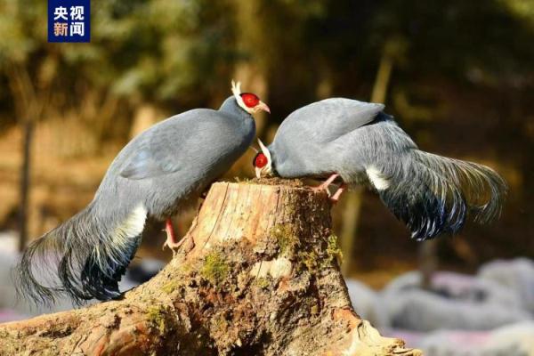 冬日邂逅祁连山国家公园珍稀保护动物蓝马鸡