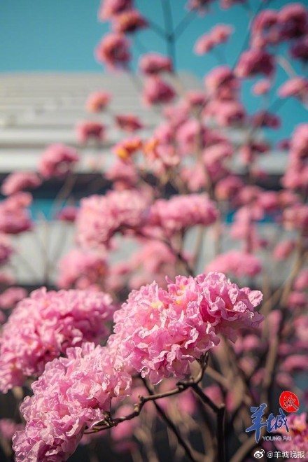 在广州邂逅“粉色浪漫”, 紫花风铃木正盛放! 在广州邂逅“粉色浪漫”, 紫花风铃木正盛放!
