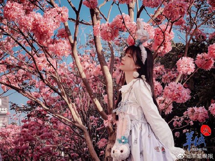 在广州邂逅“粉色浪漫”, 紫花风铃木正盛放! 在广州邂逅“粉色浪漫”, 紫花风铃木正盛放!