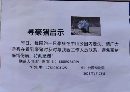 沈阳中山公园一豪猪“出逃”！刺上有微毒！发现马上打这个电话！