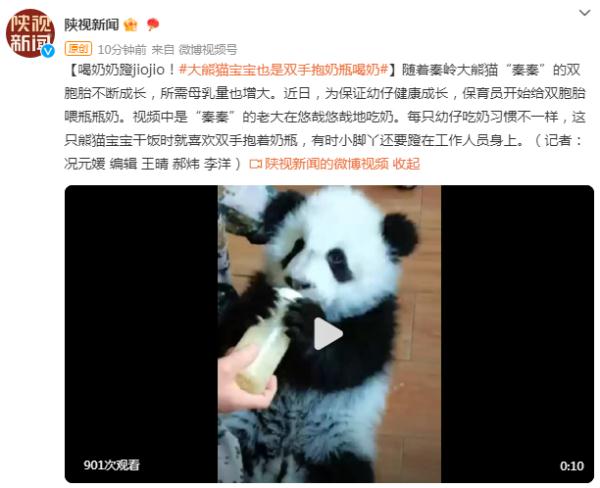 喝奶奶蹬脚脚！大熊猫宝宝也是双手抱奶瓶喝奶
