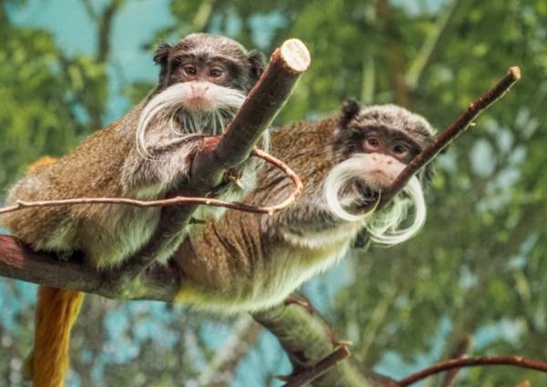 美国一动物园离奇事件频发:秃鹫非自然死亡,猴子被人带走 美国一动物园离奇事件频发:秃鹫非自然死亡,猴子被人带走