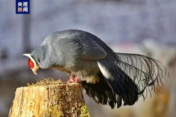 冬日邂逅祁连山国家公园珍稀保护动物蓝马鸡