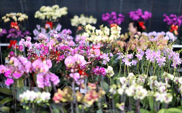 七彩“富农”花 &nbsp;绽放喜迎春