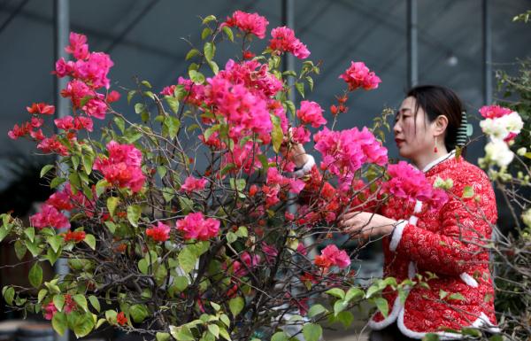 七彩“富农”花 &nbsp;绽放喜迎春