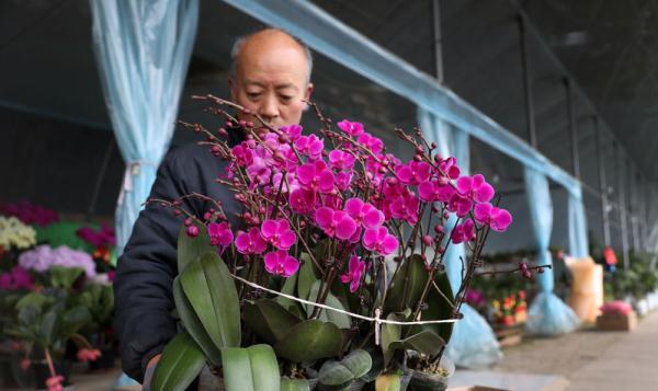 七彩“富农”花 &nbsp;绽放喜迎春