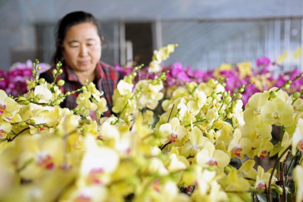 七彩“富农”花 &nbsp;绽放喜迎春