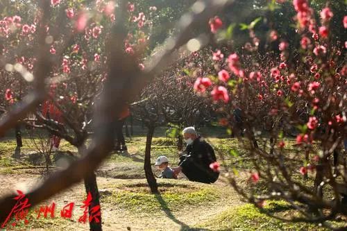 元宵花市灯如昼!今年元宵,去广州哪里赏花灯?当晚或有“彩云追月”? 元宵花市灯如昼!今年元宵,去广州哪里赏花灯?当晚或有“彩云追月”?
