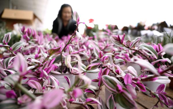 七彩“富农”花 &nbsp;绽放喜迎春