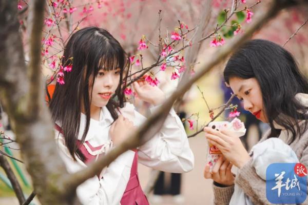 广州樱花，浪漫盛开