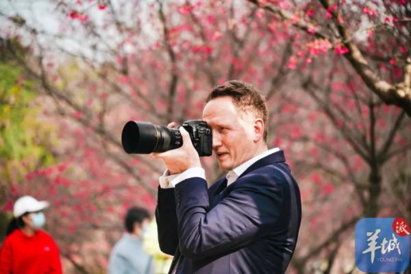 广州樱花，浪漫盛开